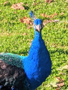 Peacocks and peahens are alert and curious animals. What do you think my handsome peacock is looking at?