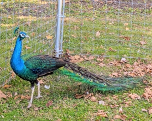 Full grown, peafowl can weigh up to 13-pounds, and peacocks with their majestic trains can reach body lengths of more than five feet. I’m so pleased my peafowl are healthy and happy at the farm.