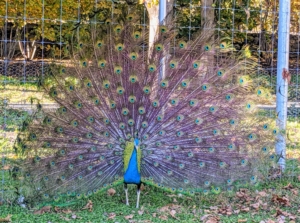 Nearby, the pretty blue opens his tail. The males boast impressively sized and patterned plumage as part of a courtship ritual to attract a female. This peacock also turns in circles showing-off his tail feathers. This display is known as “train-rattling.” Researchers found that the longer the train feathers, the faster the males would shake them during true courtship displays, perhaps to demonstrate muscular strength. During this particular display, the females did not give much attention to the male.