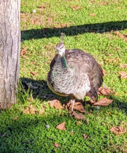 This peahen is watching all the activity from afar.