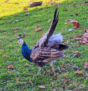 Meanwhile, look at what is happening nearby – this young peacock is fanning his short tail feathers. With all the males outside, this one wants to show how beautiful his tail is, even if it is short with no eyespots.
