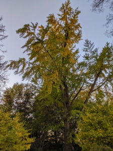 Look at the top of the great ginkgo - the leaves are taking on a golden hue.