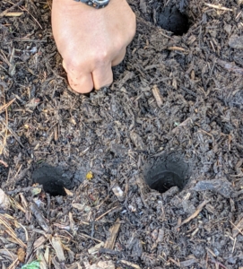 These holes made with the dibber are perfect for these medium-sized Spanish Bluebell bulbs. The general rule of thumb is to plant a bulb three times as deep as the bulb is tall.