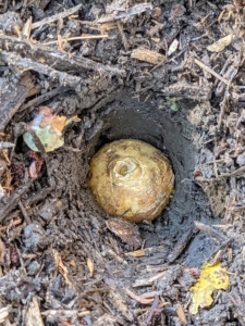 Phurba places the bulb in the hole, always pointed end or sprouted end faced up. Phurba pushes it down, so it is at least three to five inches deep.