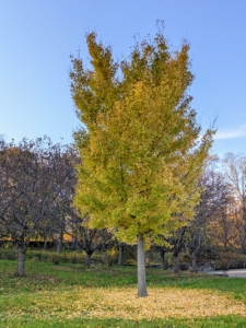 Here is a photo of a younger ginkgo tree outside my donkey paddock. It was taken in late October when the tree was full.