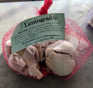 Among the varieties we are planting this year is Leningrad, which has a very rich, hot, strong garlic flavor. It starts off mild and becomes very strong and robust as it is eaten.