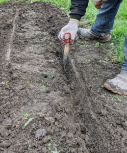 Phurba follows behind with a dibber, making holes in each row - six inches apart. The T-grip on the dibber allows the planter to apply enough pressure to create a consistent depth for each hole.
