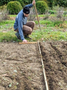 Brian measures both ends of the row to ensure the rows are straight - we have a lot of garlic to plant. Measuring carefully guides where the next row will go.