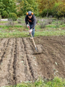 Once all the garlic is planted, using a hard rake, Phurba carefully backfills all the holes at once.