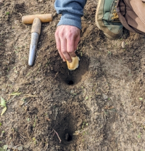 At the end of the bed, Brian uses a dibber to make slightly bigger holes for planting the Elephant garlic.