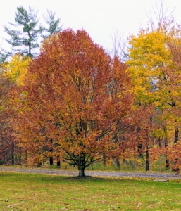 Some trees, such as the American beech, tend to hold onto their leaves for quite some time. It will be a couple more weeks before all the leaves are done falling.
