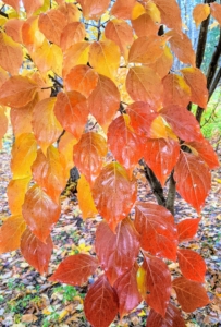 Here are more of the changing colors of the dogwood leaves - it's nature's ombre.