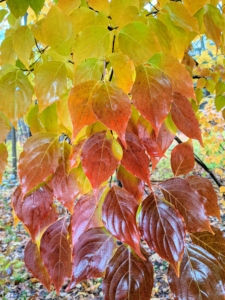 Along another side of the carriage road are the changing leaves of the dogwood. Kousa dogwood shows blood-red fall leaves.