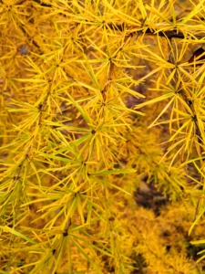 When the leaves of larch turn color, the greenish-yellow transform to golden yellow - a beautiful contrast with all the surrounding evergreens in the woodland.
