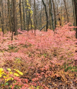 Burning bush is a striking shrub, with bright pink to scarlet foliage in fall. They show off a beautiful sweep of bright color throughout the shaded woods.