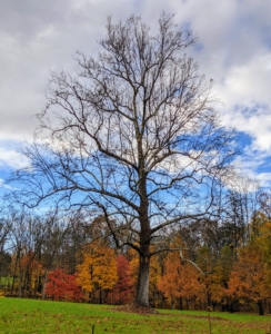 And here is my old sycamore tree, the symbol of my farm. It has already lost its leaves for the season. I hope you have been able to enjoy some of the autumn colors where you live. Most areas are now past their peak with winter officially only 29 days away.