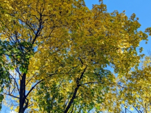 And of course, don't forget to look up for more autumn color. Some maples can grow up to 150-feet.