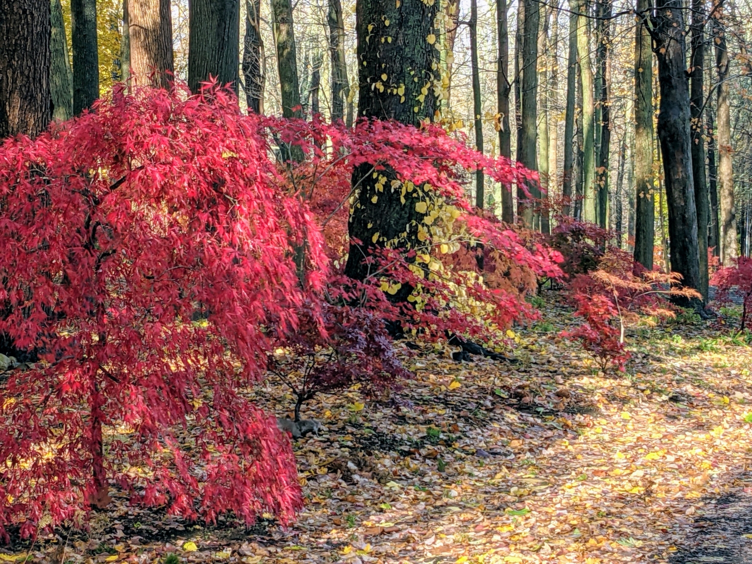 My Colorful Japanese Maple Woodland - The Martha Stewart Blog