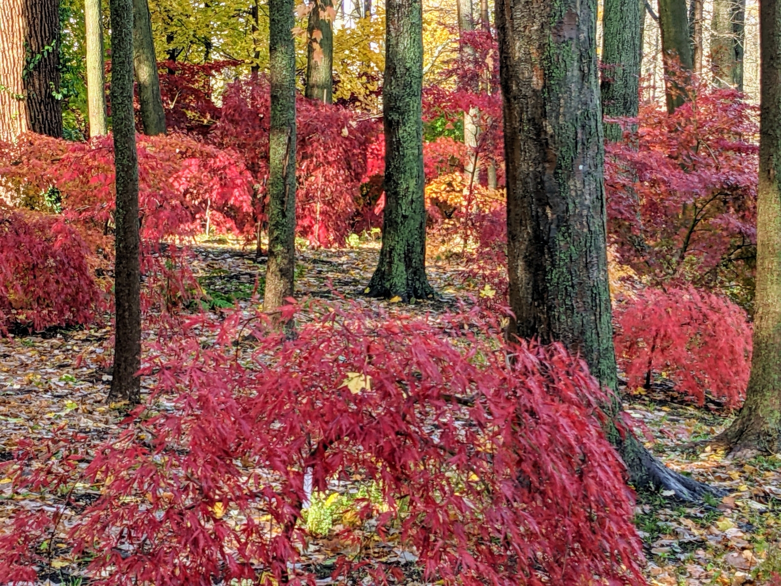 My Colorful Japanese Maple Woodland - The Martha Stewart Blog