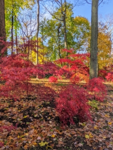 Japanese maples prefer dappled sun or part shade. I purposely planted them beneath larger trees in this area of the farm. The varying heights of these trees add a nice texture to the grove.