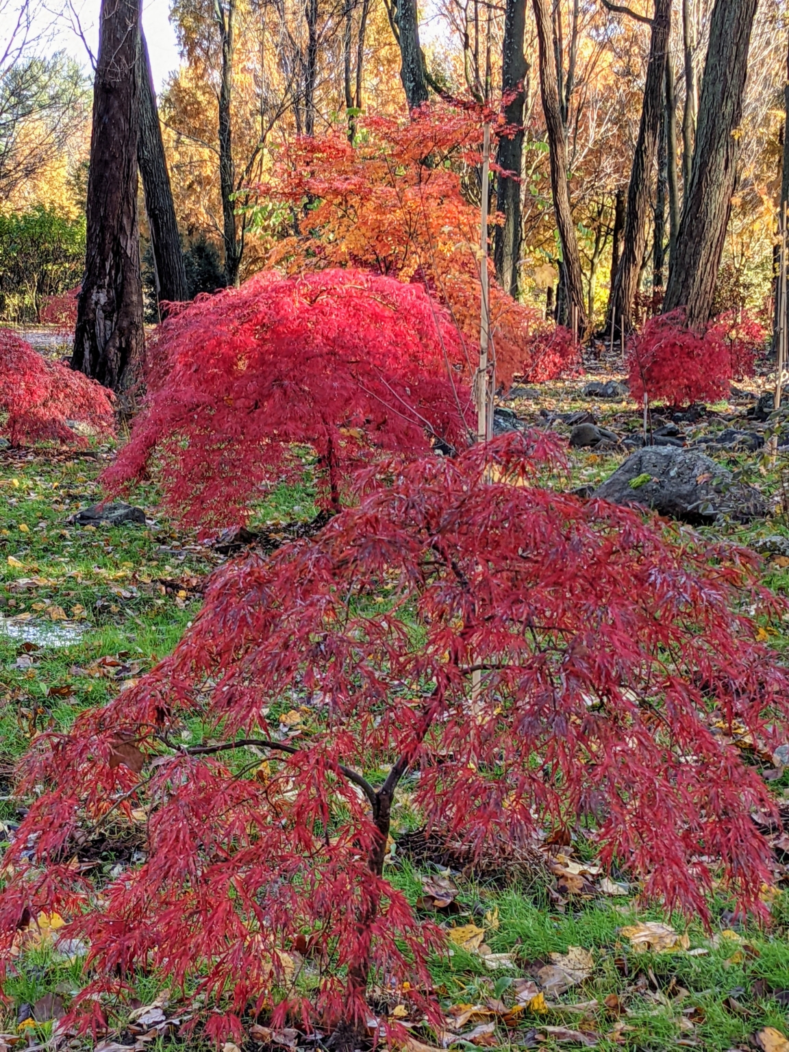 My Colorful Japanese Maple Woodland - The Martha Stewart Blog