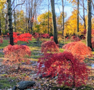 And remember my Japanese maple trees? They've been putting on a lovely show of color, but these trees are deciduous, meaning they lose their leaves in the fall. These trees will soon be bare.