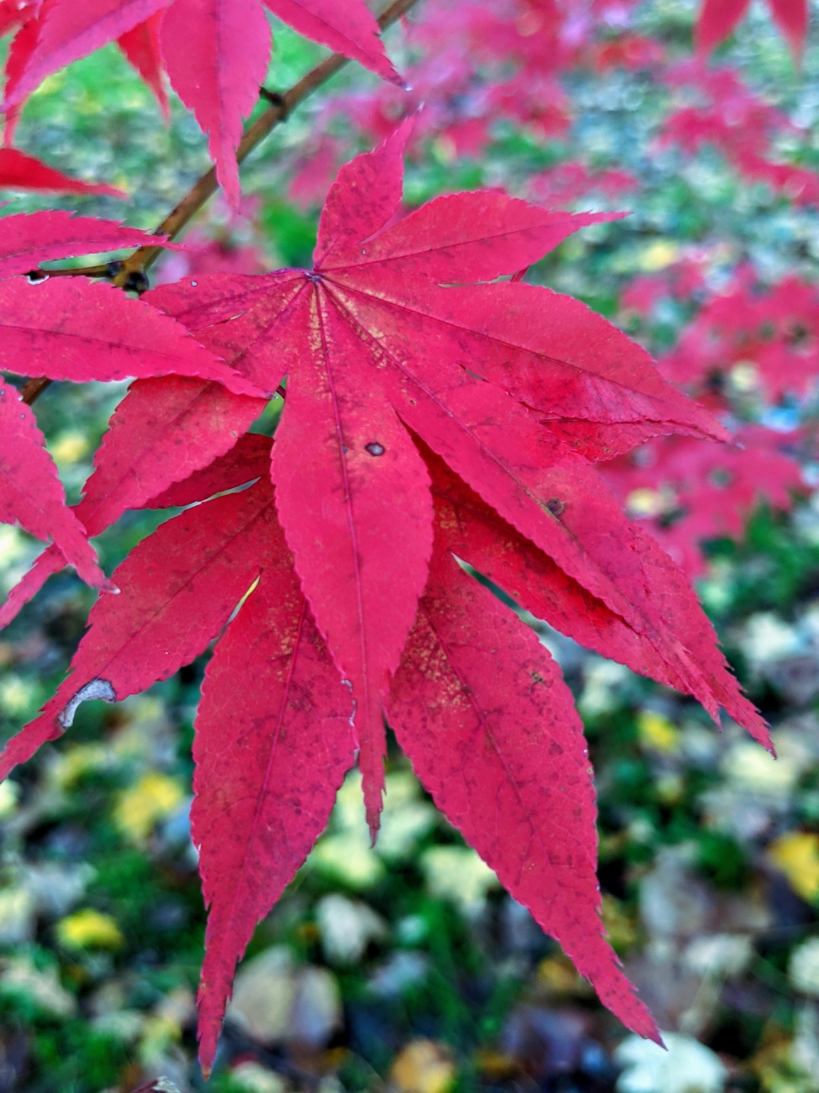 My Colorful Japanese Maple Woodland - The Martha Stewart Blog