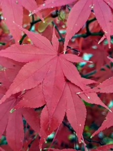Acer palmatum 'Osakazuki' is an excellent small specimen tree with gracefully branched stems and lovely, deeply lobed, bright green leaves that emerge olive-orange in spring, and turn a brilliant crimson red in the fall, holding the color for several weeks. This variety thrives in dappled shade of woodland settings.