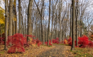 I love the contrast between the bright reds, yellows, and greens in this grove. The heavy leaf cover on the ground also enriches the soil and adds even more fall color. I know my dear baby sister, Laura, would have loved this grove – it is absolutely stunning during this time of year.