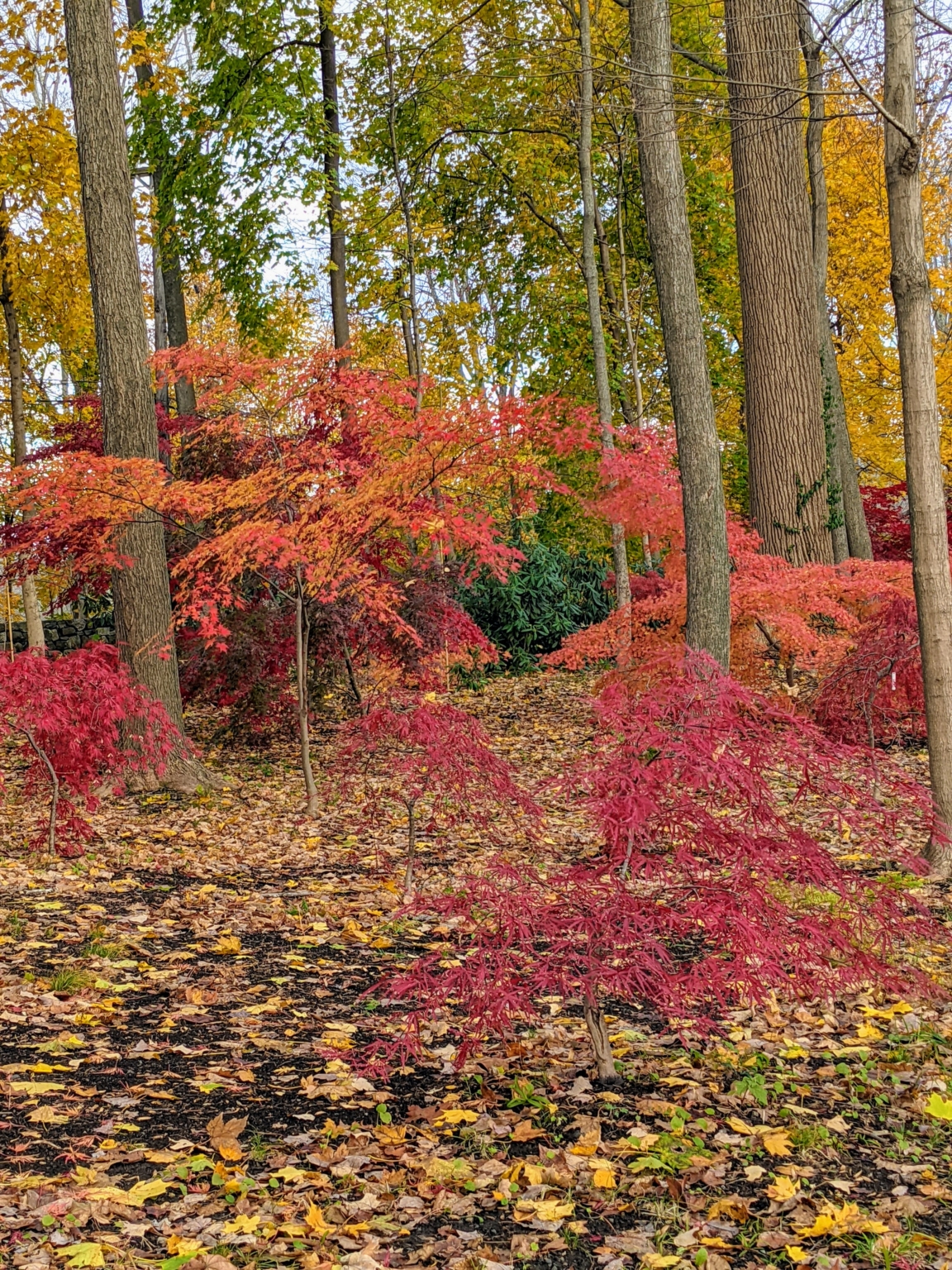 My Colorful Japanese Maple Woodland - The Martha Stewart Blog