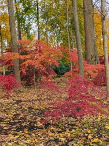 Japanese maples typically grow about one-foot per year for the first 50-years, but they can live to be more than a hundred.