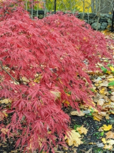 Japanese maple leaves range from about an inch-and-a-half to four-inches long and wide with five, seven, or nine acutely pointed lobes.