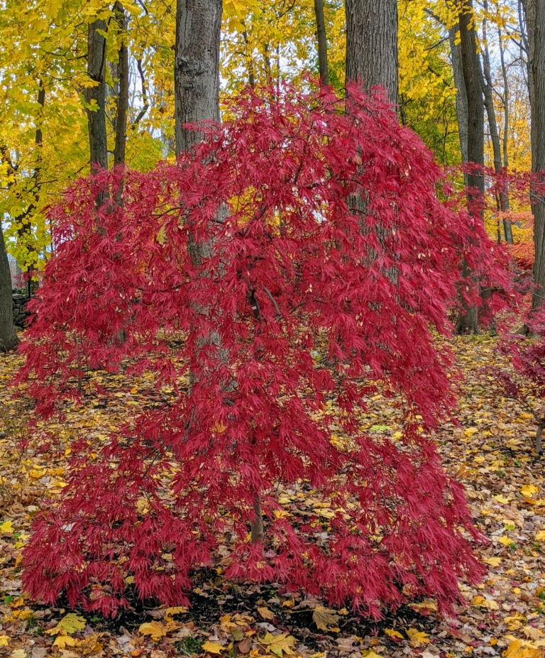 My Colorful Japanese Maple Woodland - The Martha Stewart Blog