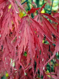 Acer palmatum 'Tamukeyama' is a graceful, mounding, dwarf maple tree with waxy, deep red bark, and beautiful cascading branches. The foliage is deeply lobed with a beautiful purple-red color throughout the summer. The color turns a bright showy red in the fall.