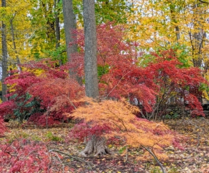 The best location is a sunny spot with afternoon shade. Red and variegated leaves need relief from the hot afternoon sun, but need the light to attain full color. Golden leaves reach this striking hue with dappled sun, and remain green in deep shade.