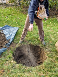 All the holes dug are sprinkled with a generous amount of fertilizer. It is very important to feed the plants and trees, especially when they are transplanted.