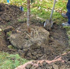 Once again, the crew turns the tree so its best side faces front and then Pasang backfills the hole. Remember the adage, "bare to the flare" - the all-important root flare of a tree is the foot or anchor of the tree. It should be exposed so that the tapered part of the trunk that meets the ground is visible and exposed to the air.