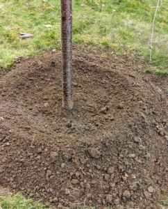 Brian also creates a bowl at the base of the tree pit, for added direction when watered.
