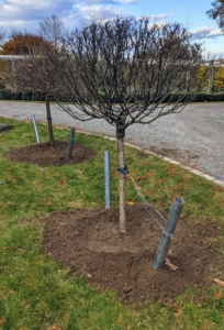 These five to six foot trees will be very happy here. I am looking forward to seeing them all bloom come May. I'll be sure to share the photos in spring.