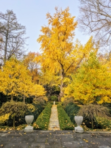 By mid-November, the trees are still quite full and the leaves all bright golden yellow.