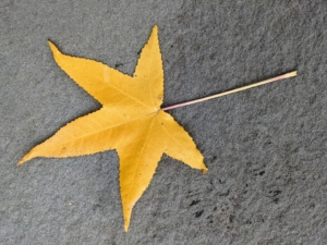 Here's an autumn leaf from the sweetgum tree, Liquidambar styraciflua. The sweetgum's glossy green, star-shaped leaves turn bold shades of gold, red, and orange in fall.