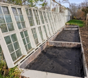 This is one of two large cold frames behind my main greenhouse. A cold frame is a transparent-roofed enclosure, built low to the ground that utilizes solar energy and insulation to create a microclimate suitable for growing or overwintering plants. Historically, cold frames were built as greenhouse extensions tucked against the outer walls with southern exposure outside Victorian glasshouses.