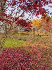 As colder weather approaches and sunlight decreases, these trees seal the spots where the leaves are attached – this process is what causes them to change color and fall to the ground.