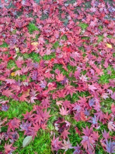 This newly planted Japanese maple from my friend, Steven Gambrel, has already dropped its leaves - such a beautiful palette of reds.