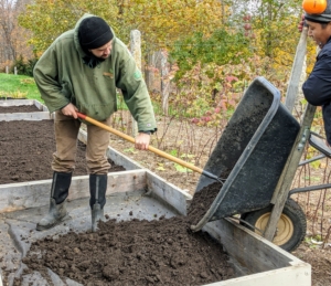 To start, the cold frame is filled with a fresh layer of compost that is made right here at my farm. It is a blend of composted manure and plant materials.