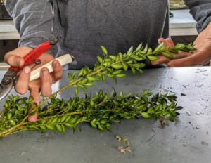 Brian trims the branches to six inch tips. When preparing the cuttings, make sure to only use healthy stems with no insect damage or discoloration. These cuttings are in excellent condition. They were delivered to me by my friend and boxwood expert, George Bridge, owner of George Bridge Landscape Design Inc.