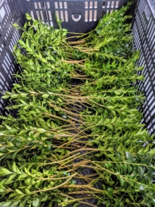 Once the cuttings are trimmed, Brian places them in a crate with the stems facing inward to keep them as clean as possible.
