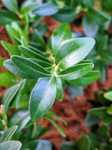 This variety is American buxus sempervirens. American boxwood, or common box, is a broadly rounded, multi-branched, evergreen shrub or small tree in the Buxaceae family. It is native to western and southern Europe, western Asia, and northern Africa. The species-specific term sempervirens means "always green."