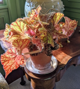 Begonias are also remarkably resistant to pests primarily because their leaves are rich in oxalic acid – a natural insect repellent.