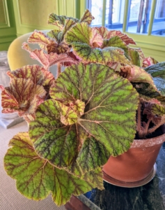 Here is another begonia with green leaves and reddish-brown veins. Begonias grow best in light, well-drained soil.